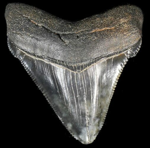 Serrated, Chubutensis Tooth - Megalodon Ancestor #56652